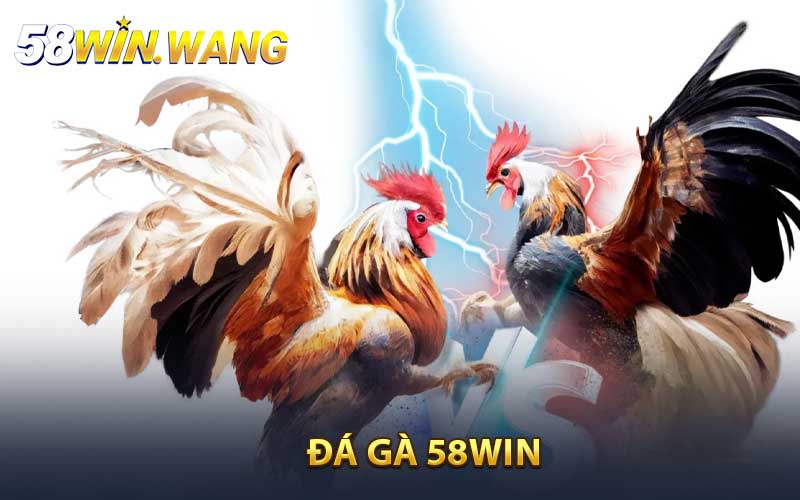 Đá Gà 58WIN